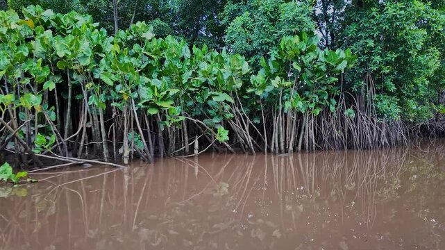 Boat trip on the Igarape do Urubu River, Delta das Americas, Ilha das Canarias, Brazil. Amazon Rainforest. South America