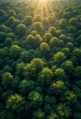 Fototapeta premium Dense emerald-green forest from a bird’s-eye view, with golden sun rays filtering through the canopy and birds gliding above the lush foliage Generative AI
