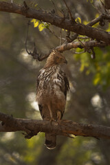 Portrait of a Changeable hawk-eagle perched on tree at Bhandavgarh tiger reserve, Madhya pradesh, India