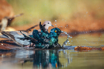 Cape Glossy Starling bathing in waterhole with other birds in Greater Kruger National park, South Africa ; Specie Lamprotornis nitens family of Sturnidae