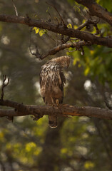 Changeable hawk-eagle perched on tree at Bhandavgarh tiger reserve, Madhya pradesh, India