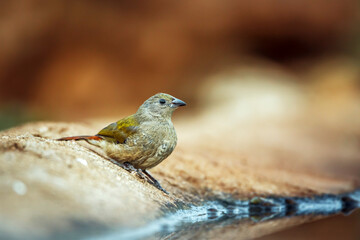 Green winged Pytilia juvenile standing along waterhole  in Greater Kruger National park, South Africa ; Specie Pytilia melba family of Estrildidae