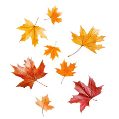 Falling Maple Leaves on transparent background