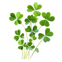 Clover Bush Image on transparent background