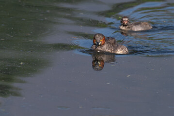 Group of   Little grebe showcasing its distinctive features and swimming. The birds vibrant orange color eye stands out against its dark grey and reddish brown plumage.
