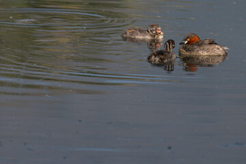 Group of   Little grebe showcasing its distinctive features and swimming. The birds vibrant orange color eye stands out against its dark grey and reddish brown plumage.