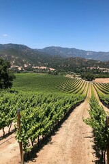 Rolling vineyards in the countryside under a clear, blue sky