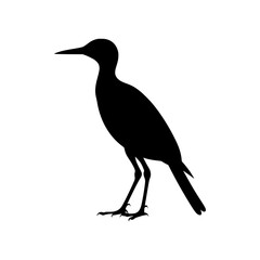 Obraz premium black silhouette of a bird