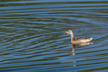 A close up shot of a Little grebe swimming in calm water, reflecting its image.
