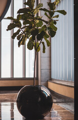 modern living room with plant