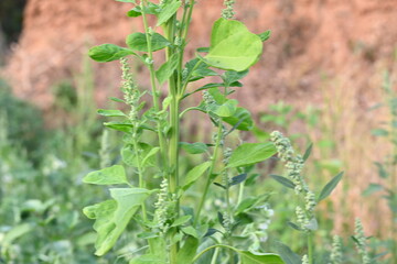 Chenopodium album plants. It  is a fast growing weedy annual plant in the genus Chenopodium. It's other names  lamb's quarters, melde, goosefoot, wild spinach and fat-hen. It is a popular greens.