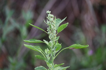 Chenopodium album plants. It  is a fast growing weedy annual plant in the genus Chenopodium. It's other names  lamb's quarters, melde, goosefoot, wild spinach and fat-hen. It is a popular greens.