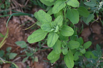 Chenopodium album plants. It  is a fast growing weedy annual plant in the genus Chenopodium. It's other names  lamb's quarters, melde, goosefoot, wild spinach and fat-hen. It is a popular greens.