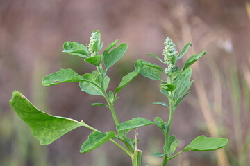 Chenopodium album plants. It  is a fast growing weedy annual plant in the genus Chenopodium. It's other names  lamb's quarters, melde, goosefoot, wild spinach and fat-hen. It is a popular greens.