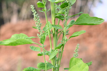 Obraz premium Chenopodium album plants. It &nbsp;is a fast growing&nbsp;weedy&nbsp;annual plant&nbsp;in the genus&nbsp;Chenopodium. It's other names &nbsp;lamb's quarters,&nbsp;melde,&nbsp;goosefoot,&nbsp;wild spinach&nbsp;and&nbsp;fat-hen. It is a popular greens.