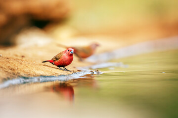 Jameson Firefinch couple standing along waterhole in Greater Kruger National park, South Africa ; Specie Lagonosticta rhodopareia family of Estrildidae