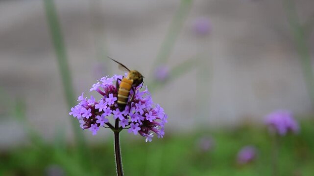 Close up of bee on flower, Bees fly around, they are attracted by Verbena bonariensis.