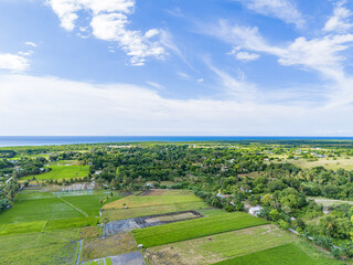 Coconut trees grow lushly near the rice fields