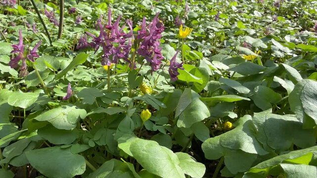 Flowering plant fumewort corydalis solida,  bird-in-a-bush.