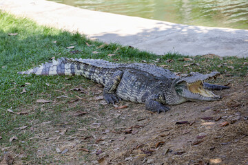 The crocodile rest on the garden