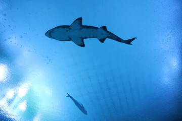 shark are swimming is S.E.A Aquarium, thailand.