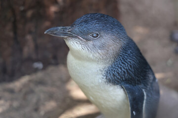 The Fairy penguin or blue penguin is so cute and local animal in phillip island,Australia