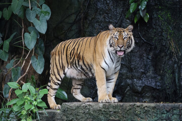 Close up bengal tiger is beautiful animal and dangerous in forest