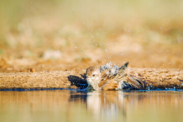 Red-backed Shrike female bathing in waterhole  in Greater Kruger National park, South Africa ; Specie Lanius collurio family of Laniidae