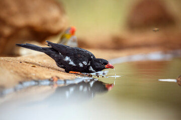 Red billed Buffalo Weaver drinking and bathing in waterhole in Greater Kruger National park, South Africa ; Specie Bubalornis niger family of Ploceidae