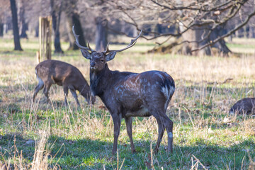 Sika deer - Cervus nippon, doe and mouflon in meadow and forest. Photo from wild nature