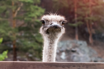 An ostrich gazes curiously over a wooden barrier in a natural habitat. Sunlight highlights its feathers while trees and rocks create an outdoor backdrop. Selective focus