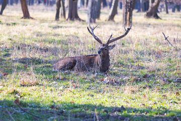 Sika deer - Cervus nippon, doe and mouflon in meadow and forest. Photo from wild nature