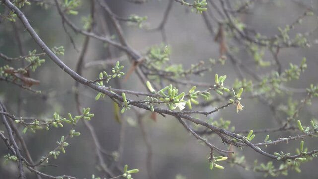 Sage-leaved Alangium is a small tree with fragrant white flowers, twisted branches, and medicinal uses in traditional Ayurvedic practices.