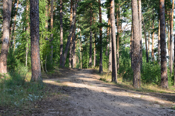 A dirt path winds through a sunlit forest of tall pine trees