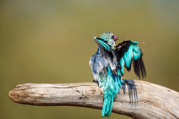 Woodland kingfisher standing on a log spreading wings in Greater Kruger National park, South Africa ; specie Halcyon senegalensis family of Alcedinidae