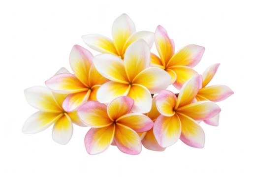 A cluster of frangipani plumeria flowers with soft white petals isolated on transparent background