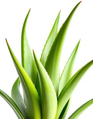 Obraz premium A lush, vibrant aloe vera plant isolated against a pure white backdrop, plant, greenery, houseplant