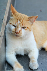 Orange tabby cat rests on staircase