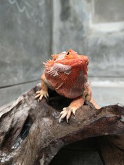 Orange Bearded Dragon Pet is Posing Cute, With Its Two Hands Laid on a Decorative Wood