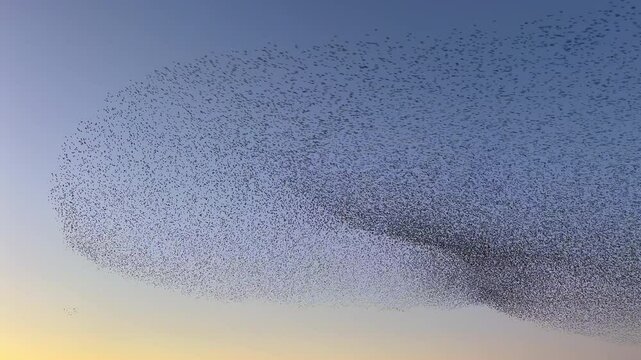 Starling birds murmuration in the sky during sunset at the end of a winter day. Huge groups of starlings (Sturnidae) in the sky that move in shape-shifting clouds before the night. Sparrow hawks bird 