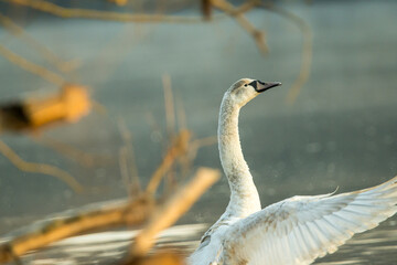 Łabądz © Jaroslaw