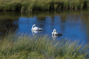 Two trumpeter swans, Cygnus buccinator, on a lake in the mountains, Yukon, Canada
