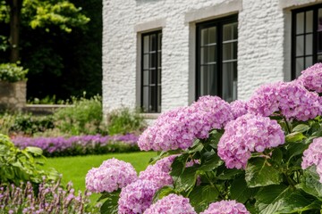 Fototapeta premium In a vibrant and lush garden, colorful hydrangeas are in full bloom next to a charming white house, all bathed in warm sunlight on a beautiful day