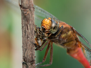 close up of a dragonfly eating prey