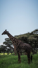 Giraffe seen in Mikumi National Park in Tanzania