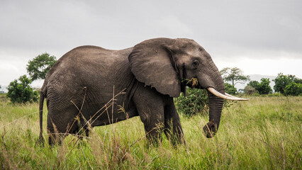 Elephant seen in Mikumi National Park in Tanzania