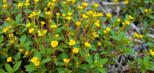 Obraz premium Bushy weed with erect stems, small yellow flowers, and vibrant green leaves, growth, plantlife