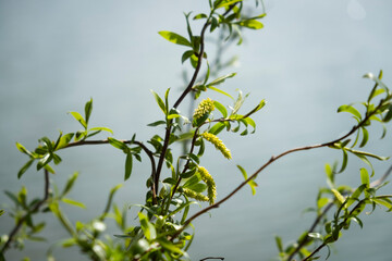 A close-up of willow branches with fresh green leaves and yellow catkins, illuminated by sunlight against a blurred water background. A springtime scene symbolizing renewal, growth, and nature’s beaut
