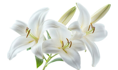 Delicate High Angle Shot of White Lilies Symbolizing Purity and Beauty Isolate on Transparent Background, cutout, png © NightTampa