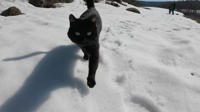 A curious black cat happily strolls across a beautiful, snowcovered riverbank, taking in and exploring its fascinating surroundings, while people in the background enjoy the great outdoors
